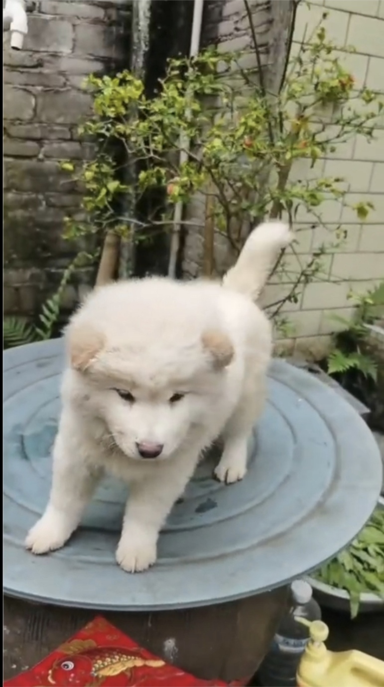 广西白土松